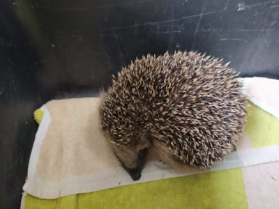 Koťátka na návštěvě útulku