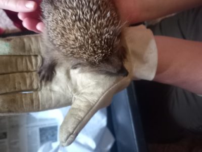 Koťátka v Záchranné stanici